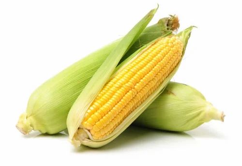 Sweetcorn Cob – Each/Bunch
